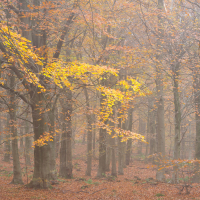 Yorkshire Dales Autumn 9