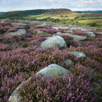 Moorland Colour