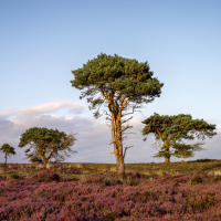 Moorland Colour