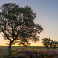 Moorland Colour