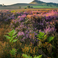 Moorland Colour