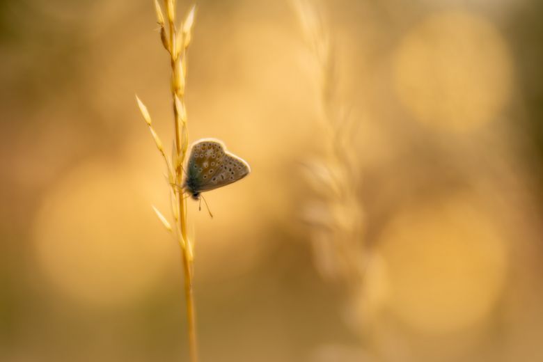 Insect Art by Mark Banks