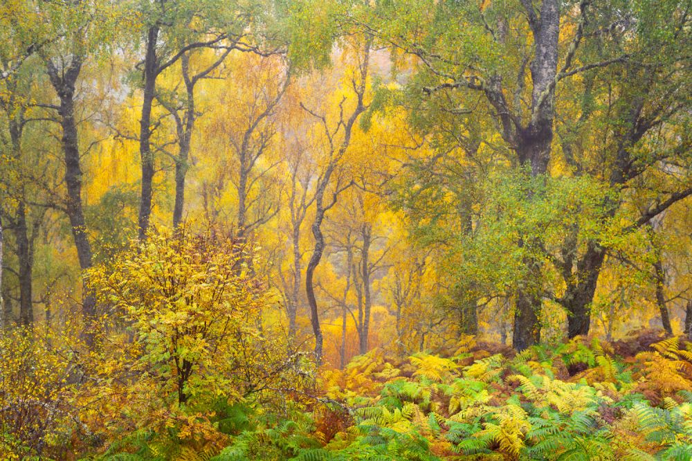 Glen Affric photography Workshop