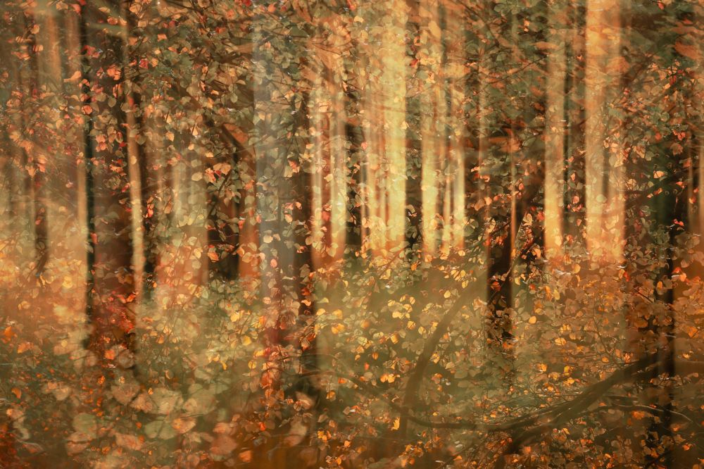 Creative Perthshire: Autumn Woods & Waterfalls