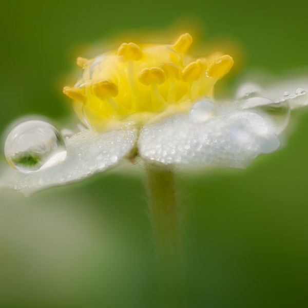 Lensbaby Creative Project