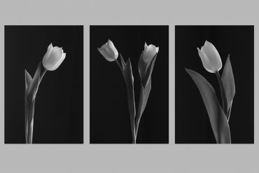 Fun with Flowers - Mono Tulips