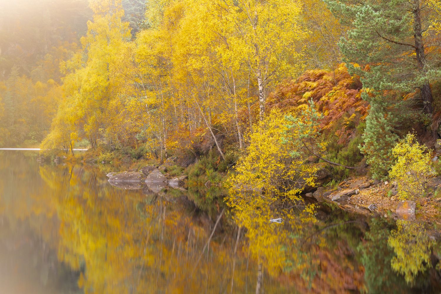 Woodland Masterclass: Glen Affric