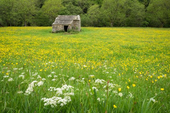 Swaledale Wildflower Meadows (RPS)