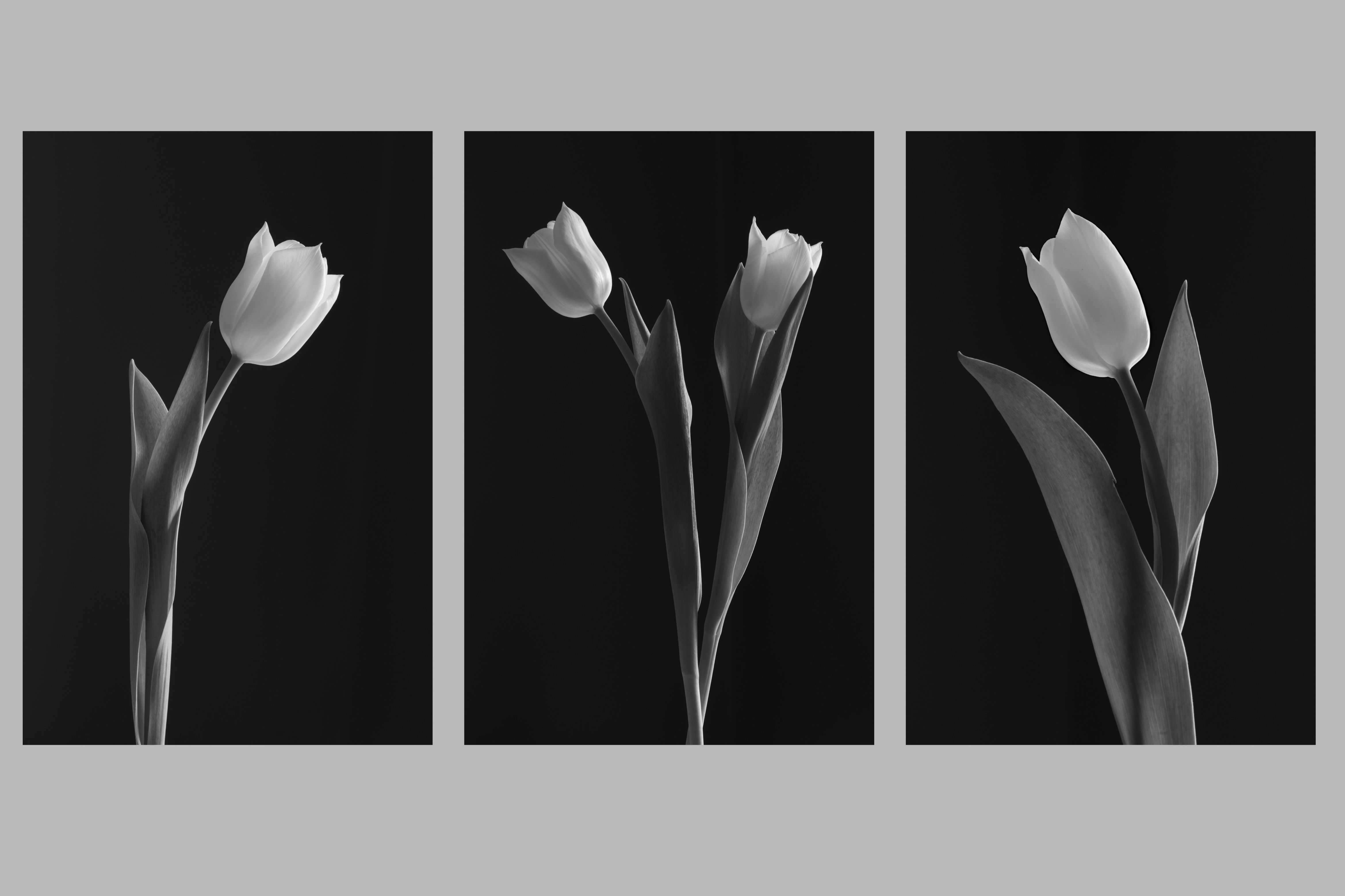 Fun with Flowers - Mono Tulips