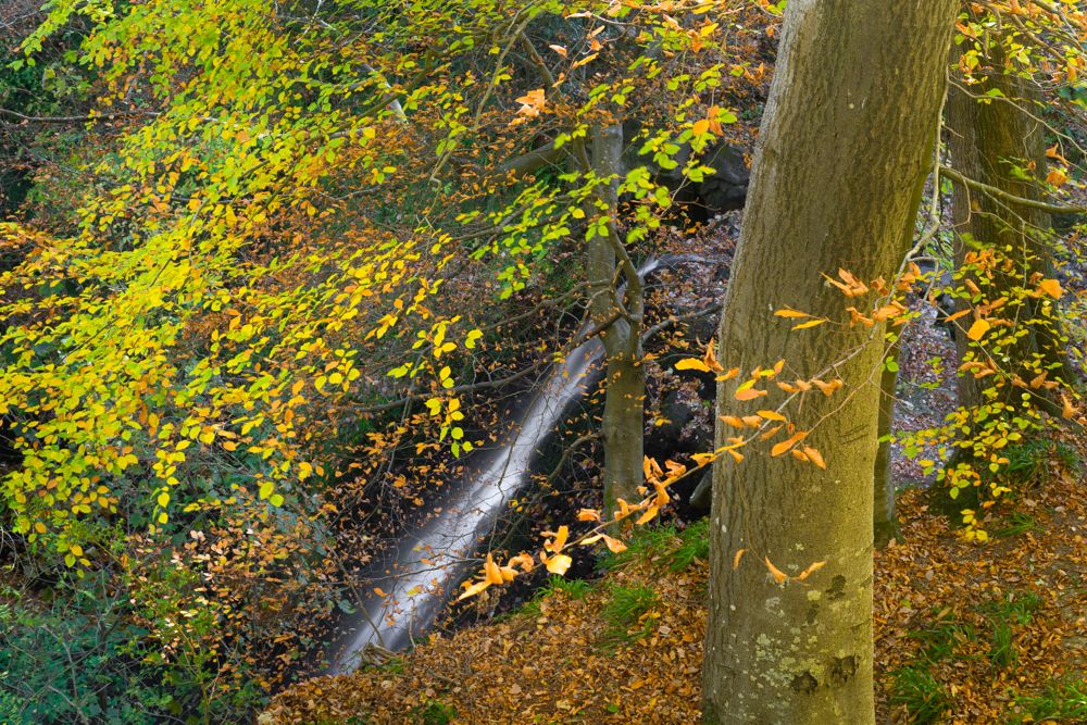 Falling Foss - Autumn Colours (RPS)