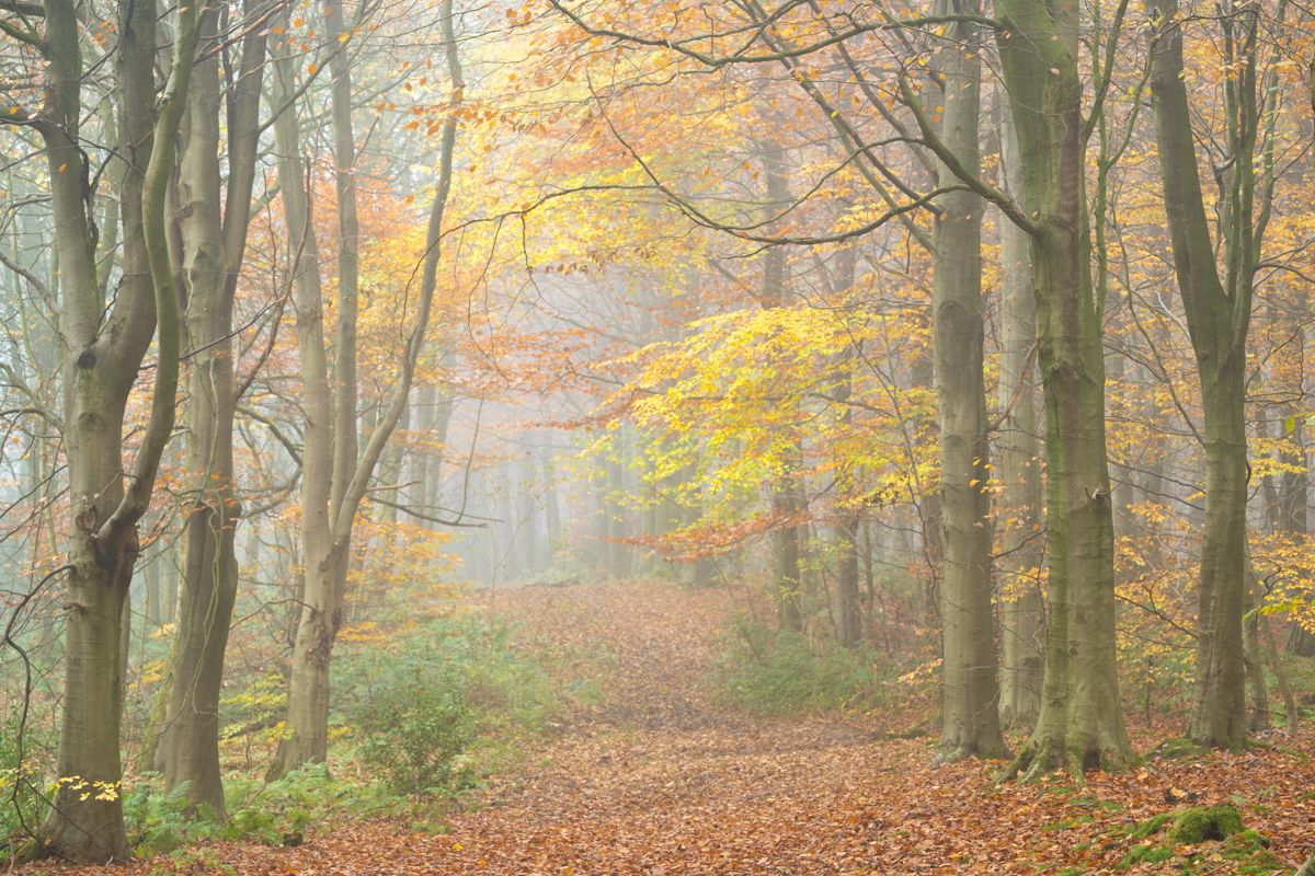Autumn woodland photography workshop