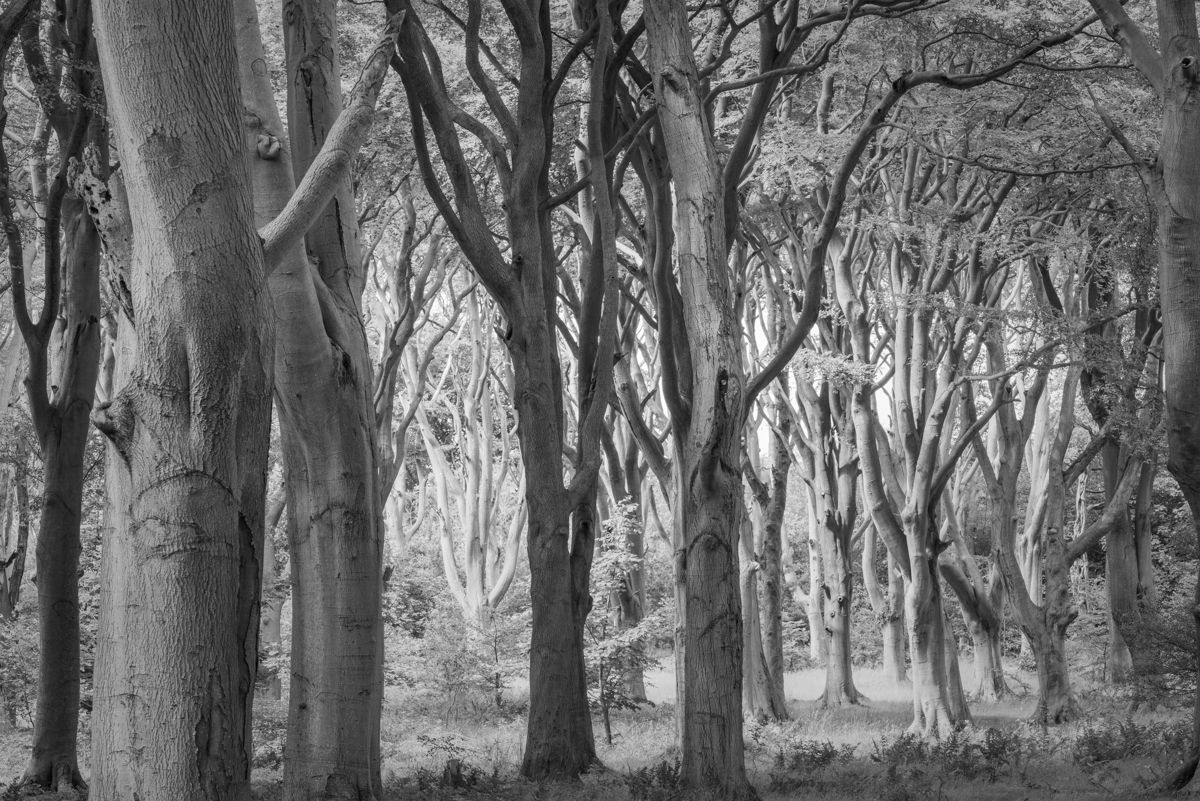 Woods for the trees -  woodland images by Mark Banks